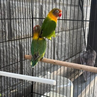 Lovebird pair