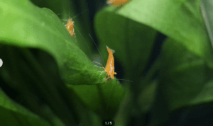 Orange Sakura White Eyes Variant — JustKeepShrimping