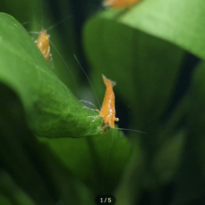 Orange Sakura White Eyes Variant — JustKeepShrimping