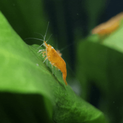 Orange Sakura White Eye Starter Colony — JustKeepShrimping