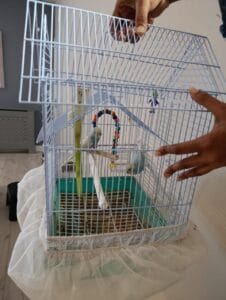 Cute female budgies