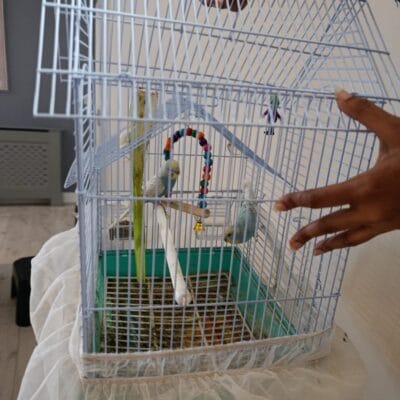 Cute female budgies