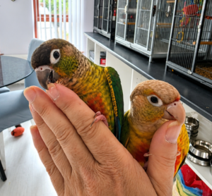 Hand-reared Conures