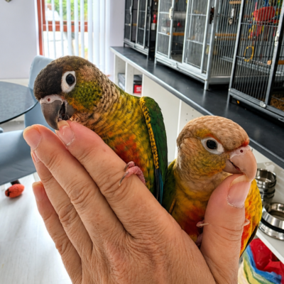 Hand-reared Conures