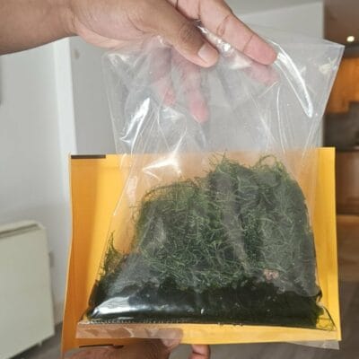 Java moss