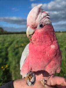 Free fly Galah