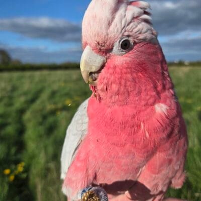 Free fly Galah