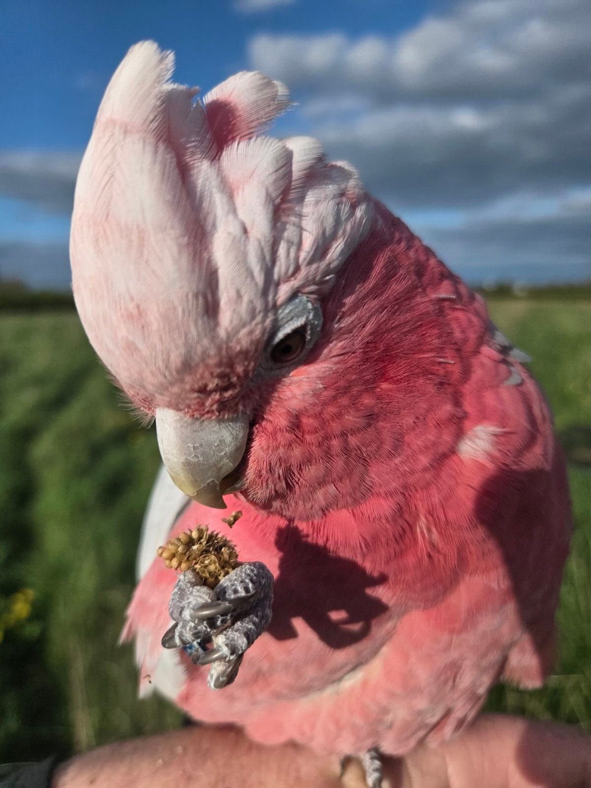 Free fly Galah