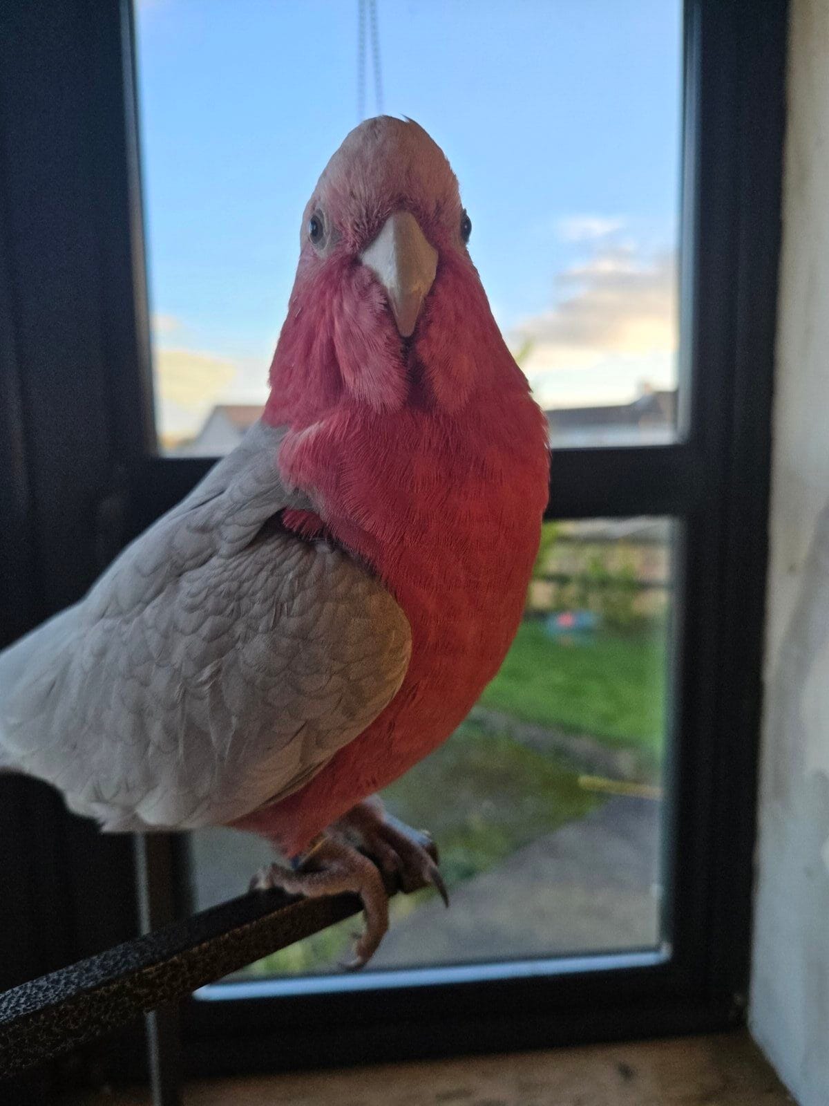 Free fly Galah