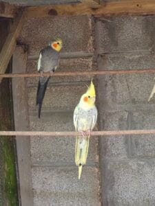 Cockatiels