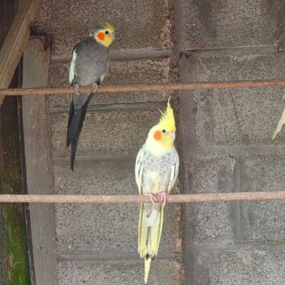 Cockatiels