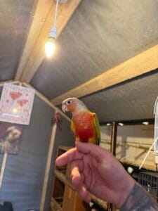 Hand-Reared Conures with FREEA cage