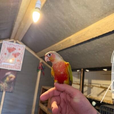 Hand-Reared Conures with FREEA cage