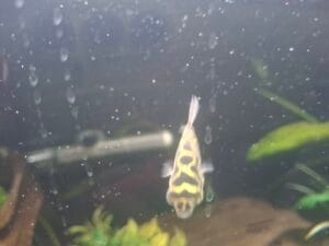 Puffer fish