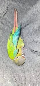 Friendly hand reared kakariki and conures