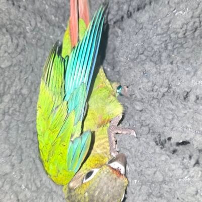 Friendly hand reared kakariki and conures
