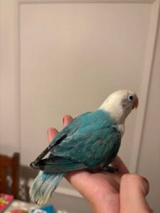 Beautiful handreared love birds