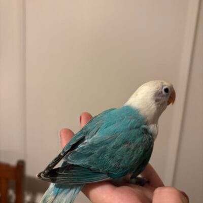Beautiful handreared love birds
