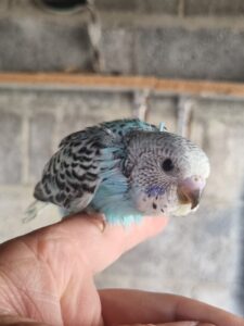 Aviary Bred Budgie
