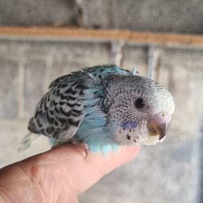 Aviary Bred Budgie