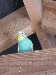 Aviary Bred Budgie