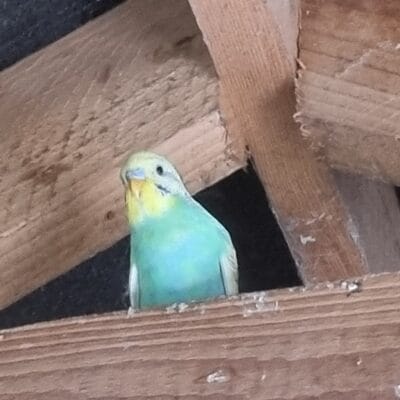 Aviary Bred Budgie