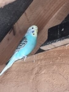 Aviary Bred Budgie