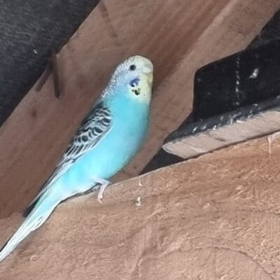 Aviary Bred Budgie
