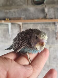 Aviary Bred Budgie