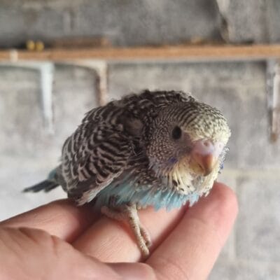 Aviary Bred Budgie