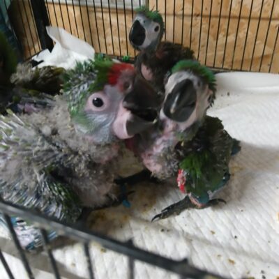 Hand-Reared Macaws