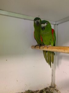 Hanns Macaws, 4 to 6 years old, 2 pair available,,Ballymena, can take to Stafford