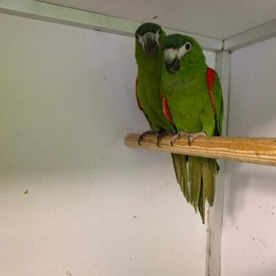 Hanns Macaws, 4 to 6 years old, 2 pair available,,Ballymena, can take to Stafford