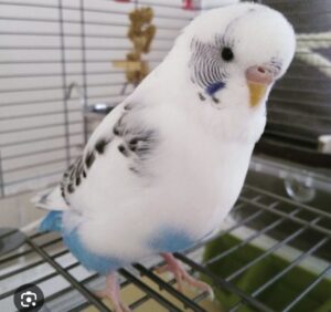 Looking hand tame young budgie