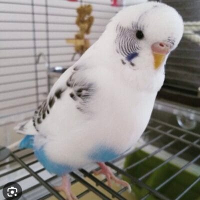 Looking hand tame young budgie