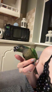 Hand reared conures
