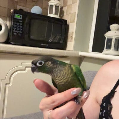 Hand reared conures