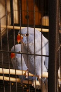 Beautiful hand reared Violet ringnecks