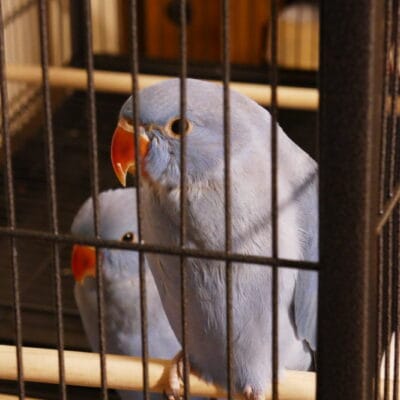 Beautiful hand reared Violet ringnecks
