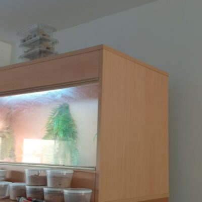 Red hypo translucent bearded dragon & set up