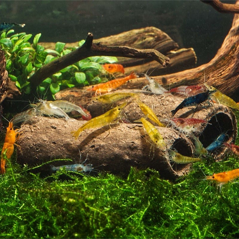 GlasGarten Crispy Caves M 6 stk/pack