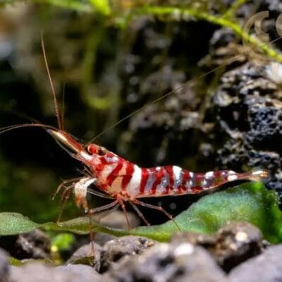 Caridina Red Tigri — JustKeepShrimping
