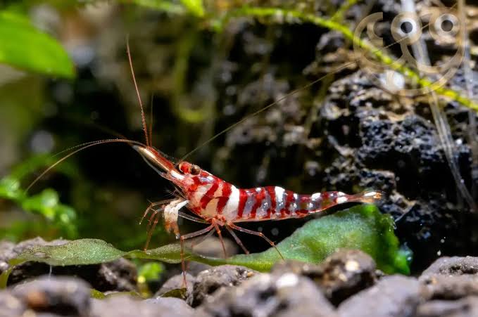 Caridina Red Tigri — JustKeepShrimping