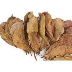 Ketapang Leaf 25x30cm 10pcs
