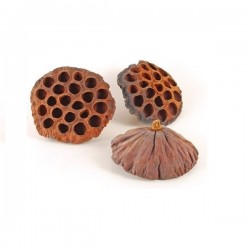 Lotus pods 2cm 10 pieces