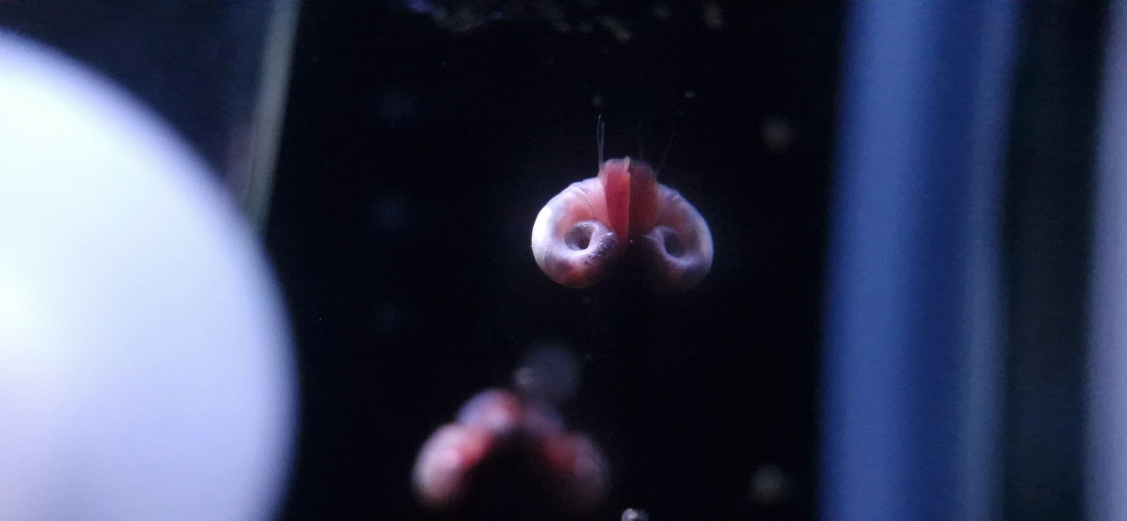 Pink Ivory Ramshorn Snail — JustKeepShrimping