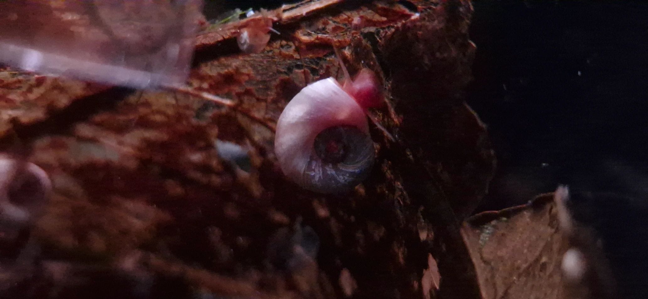 Pink Ivory Ramshorn Snail — JustKeepShrimping