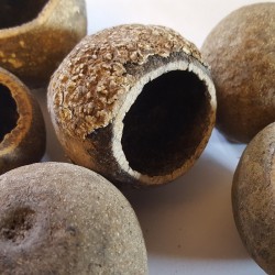 Woodapple 5cm