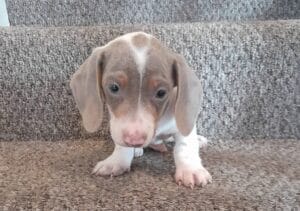 Male Isabella and tan Miniature Dachshund puppy
