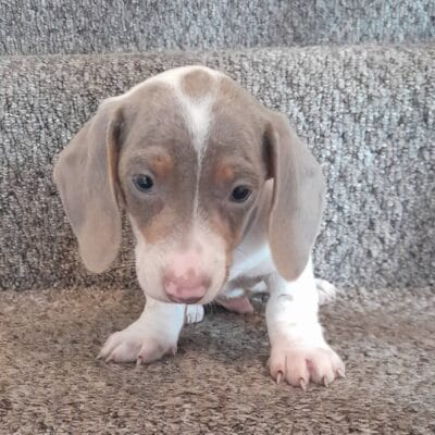 Male Isabella and tan Miniature Dachshund puppy